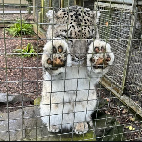 Money Bowl, Digital Money, Pretty Animals, Silly Animals, Cute Wild Animals, Cute Animal Photos, Snow Leopard, Cute Animal Pictures, Silly Cats