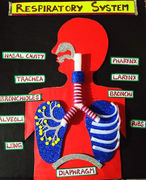 Respiratory System School Project, Anatomy Science Projects, 3d Nervous System Project, Respitory System Model, Respiratory System Projects Poster, Biology School Projects, Human Respiratory System Model, Science Projects For Kids School Poster, Lung Model Projects