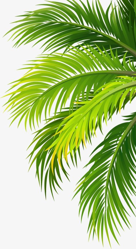 coco,coconut,trees,leaves,green,Leaves clipart,leaves clipart Coconut Tree Design, Palm Tree Sticker, Tropic Thunder, Mandala Drawings, Grass Tree, Coconut Leaves, Palm Trees Painting, Png Flower, Coconut Trees