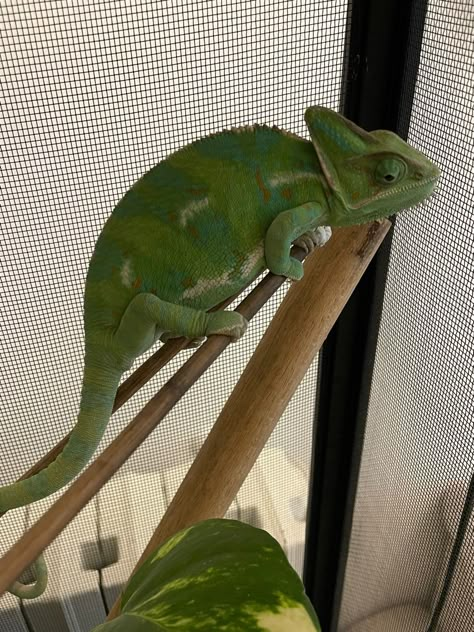 Pet Reptiles Aesthetic, Camilian Lizard, Chameleon Aesthetic, Damian Core, Chameleon Habitat, Cute Lizards, Mother Of Earth, Veiled Chameleon, Reptile Care