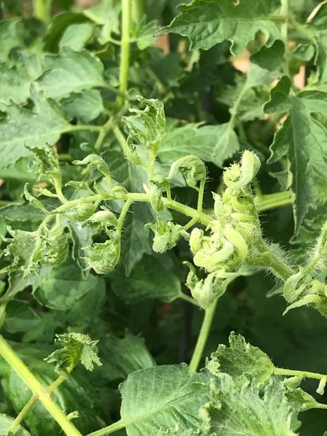 Tomato Leaf Curl | Backbone Valley Nursery Lavender Plant Indoors, Tomato Leaves Curling, Lavender Plant Care, Indoor Plant Trellis, Plant Pests, Corn Plant, Tomato Plant, Best Indoor Plants, Variegated Plants