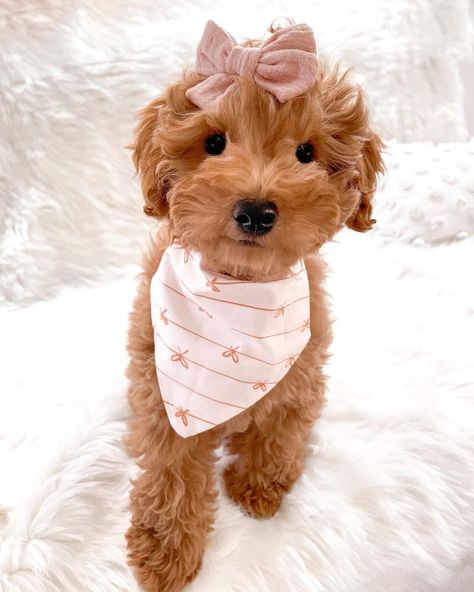 Preppy Puppies, Dogs Bandanas, Cute Fluffy Puppies, Dog First Birthday, Dream Puppy, Dogs Images, Puppy Fever, Preppy Dog, Themed 1st Birthday