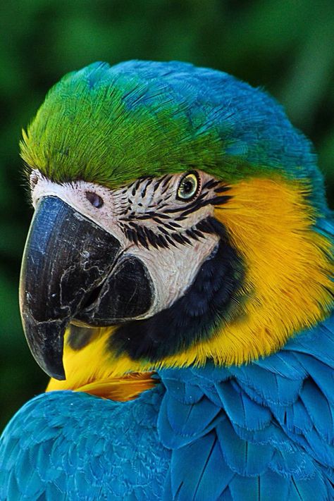 Parrot Head🎶 Parrot Reference, Macaw Bird, Parrot Wallpaper, Birds Wallpaper, Parrot Head, Colorful Parrots, Wallpaper For Iphone, Pet Bunny, Pet Fox