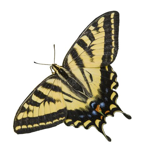 Western Tiger Swallowtail Butterfly isolated white. The Western Tiger Swallowtai , #Sponsored, #Butterfly, #isolated, #white, #Western, #Tiger #ad Black And Gold Butterfly, Tiger Swallowtail Butterfly, Tiger Swallowtail, Swallowtail Butterfly, Butterfly Pictures, Art Walk, White Stock, Gold Butterfly, White Photo