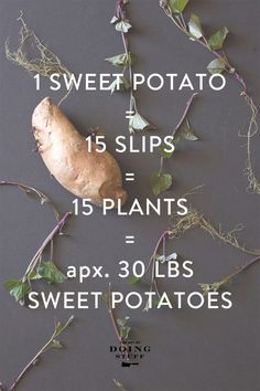 The ultimate guide to growing sweet potatoes from slip to storage. Growing Sweet Potatoes From Sweet Potato, Sweet Potato Propagation, How To Grow Sweet Potatoes From Potatoes, Starting Sweet Potato Slips, Growing Potatoes In Greenhouse, Sweet Potato Gardening, Growing Sweet Potato Slips, Sweet Potato Slips How To Grow, How To Plant Sweet Potatoes