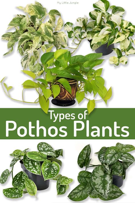 pothos. Confusing? We know, but such is Types Of Pothos Plants, Types Of Pothos, Wedding Decorations Garden, Pot Arrangements, Pothos Plant Care, Decorations Items, Pothos Plants, Pot Display, The More The Merrier