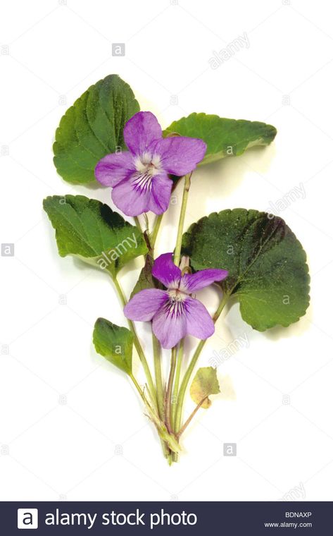 Common Dog Violet (Viola riviniana), flowering plant, studio picture. - BDNAXP from Alamy's library of millions of high resolution stock photos, illustrations and vectors. Dog Violet Flower, Dog Violet Tattoo, Wood Violet Tattoo, Queer Flowers, Dog Violet, Pictures Of Violets, Plant Studio, Violet Flower Tattoos, Plant Reference