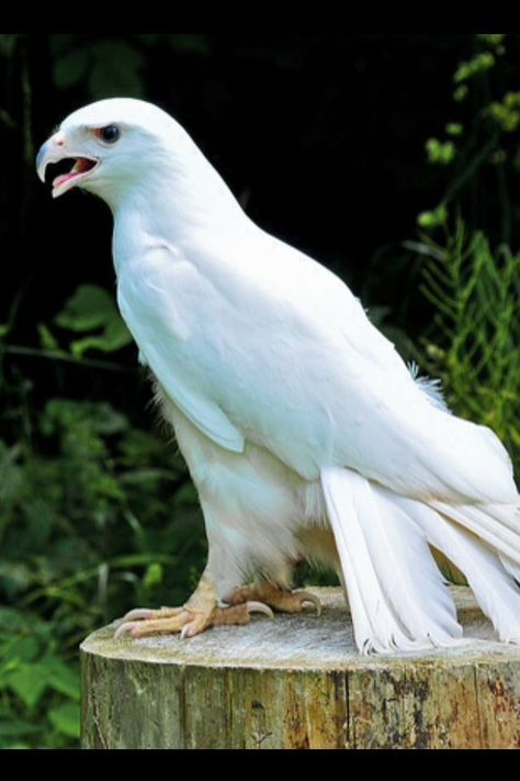 I guess ,this is an albino eagle !! Albino Dolphin, Rare Albino Animals, Albino Animals, Unusual Animals, Rare Animals, Amazing Animals, Unique Animals, Animal Photo, 귀여운 동물