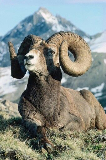 Montana Bucket List Big Horn Sheep, Mule Deer, Manx, Majestic Animals, Wildlife Animals, Animal Planet, An Animal, Animal Photo, Exotic Pets