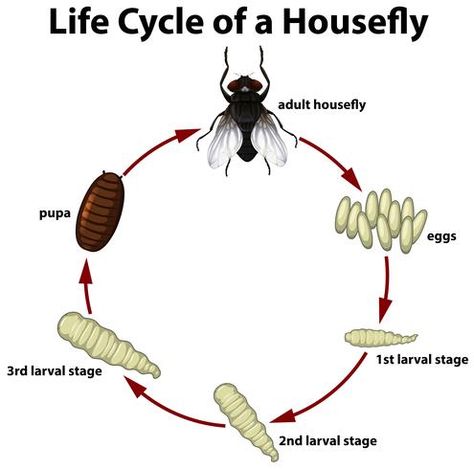 Life circle of a housefly Life Cycle Of Housefly, Bubble Wrap Art, Fly Infestation, Life Circle, Leslie Sidora, Bug Print, Plant House, Green Giant, Biology Notes