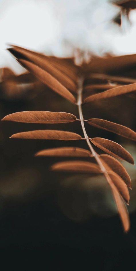 November Wallpaper, Texture Photography, Trendy Flowers, Brown Aesthetic, Nature Wallpaper, Aesthetic Photography, Beautiful Wallpapers, Iphone Background, Art Wallpaper