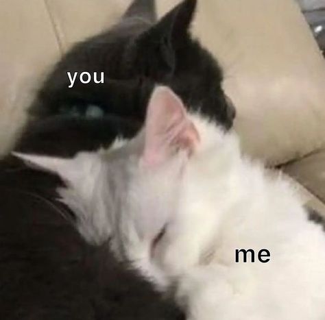 Cat Couple, Always Forever, I Love My Girlfriend, Cute Messages, Love My Boyfriend, White Cats, Lovey Dovey, Cute Memes, Wholesome Memes