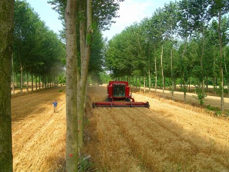 Garden Grid, Vegetable Farm, Regenerative Agriculture, Farming Techniques, Agricultural Sector, Farming System, Crop Production, Green Revolution, Farm Business