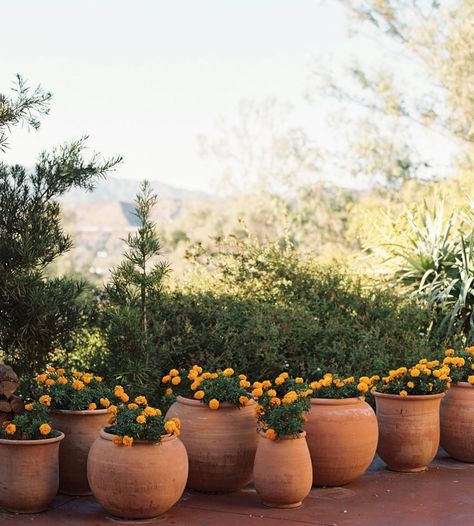 Mexican Flower Pots, Terra Cotta Pots Garden, Potted Plants Patio, Flamingo Estate, Mexican Garden, Pottery Plant Pot, Patio Planters, Garden Animals, House Landscape