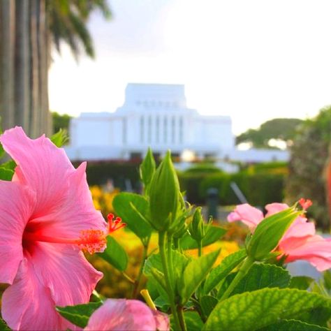 Laie Hawaii LDS temple Laie Temple Wedding, Hawaii Temple Lds, Laie Hawaii Temple, Temples Lds, Byu Hawaii, Laie Hawaii, Hawaii Temple, Lds Church History, My Redeemer Lives