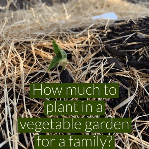 Rogue Preparedness maps out her vegetable garden with help from a tried-and-true Victory Garden diagram. Garden Size Family Of 4, Garden Diagram, Long Term Survival, Asparagus Plant, Zucchini Plants, Growing Microgreens, Berry Plants, Family Of 6, Victory Garden