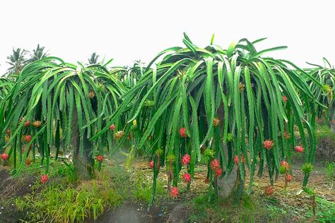 Fruit Trees Landscaping, Dragon Plant, Como Plantar Pitaya, Dragon Fruit Tree, Dragon Fruit Cactus, Dragon Fruit Pitaya, Dragon Fruits, Dragon Fruit Plant, Trees Landscaping