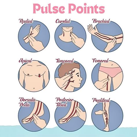 🧠Pulse Points refer to specific locations on the body where an artery runs close to the surface, allowing the pulse to be felt. These points are crucial in clinical practice for assessing heart rate, rhythm, and circulation: 1️⃣ Radial Pulse: Located on the wrist, just below the thumb. It is the most commonly used site for checking the pulse. 2️⃣ Carotid Pulse: Found on either side of the neck, alongside the trachea. It’s often used in emergencies because it is easily accessible and provi... Body Pulse Points, Exam Encouragement, Slow Heart Rate, Heart Circulation, Nurse Study Notes, Lower Limb, Medical School Studying, Future Doctor, Cute Black Wallpaper