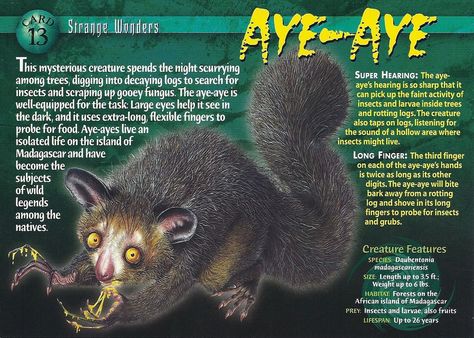 Aye-Aye | Wierd N'wild Creatures Wiki | Fandom powered by Wikia Zoo Signage, Scary Animals, Aye Aye, Monster Cards, Number 13, Wild Creatures, Animal Species, Large Eyes, Animal Facts