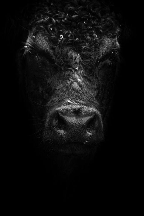 Regnul Animal, Show Cattle, Cow Pictures, Bull Riding, Cow Painting, White Photo, Animal Photo, Shades Of Black, Beautiful Creatures