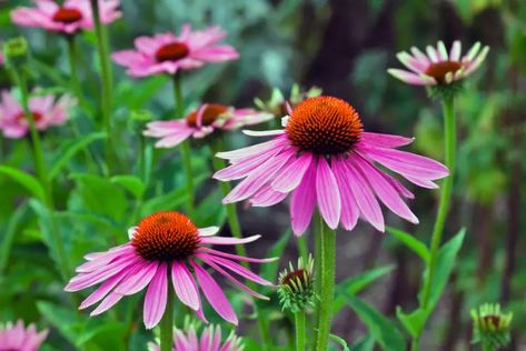 Best Plants for Morning Shade and Afternoon Sun - Garden Lovers Club Echinacea Angustifolia, Easy Perennials, Long Stem Flowers, Sun Loving Plants, Echinacea Purpurea, Replant, Black Eyed Susan, Flowers Garden, Garden Lovers