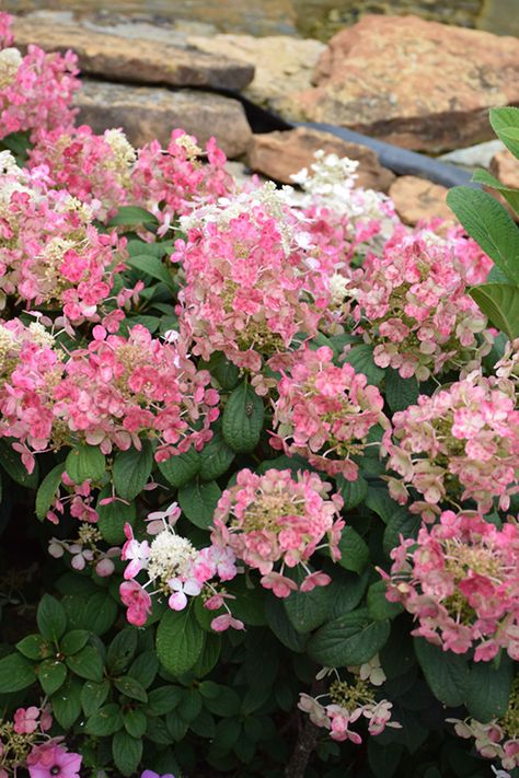 Little Quick Fire Hydrangea, Jungle Julia, Quick Fire Hydrangea, Hillside Gardening, Memory Garden, Hydrangea Landscaping, Hydrangea Varieties, Late Summer Flowers, Landscape Plants