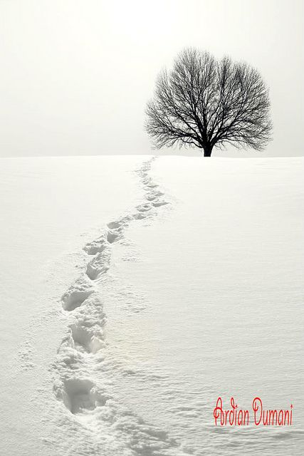 Snow Trails by Ardian Dumani on flickr Quiet Aesthetic, Painting References, Snow Photography, Tree Stands, Lone Tree, I Love Winter, Airbrush Art, Winter Beauty, Snow Scenes