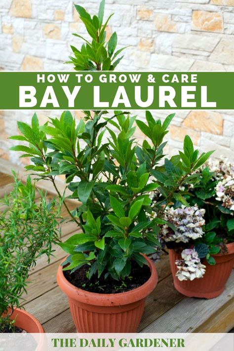 Bay Laurel Hedge, Bay Leaf Plant In Pot, Potted Bay Laurel Tree, Bay Laurel Plant, Container Herbs, Mountain Laurel Tree, Bay Laurel Tree, Garden Scapes, Sweet Laurel