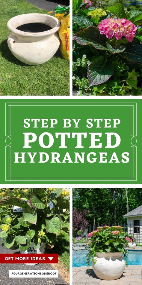 Why I am potting hydrangeas for around my pool! How to pot hydrangeas and bacopa to create a resort style look around your pool, patio or deck. #pottedhydrangeas #howtopothydrangeas # Potted Hydrangea Care, Hydrangeas In Pots, Perennial Bushes, Hydrangea Potted, Hydrangea Landscaping, Big Leaf Hydrangea, Summer Planter, Deck Planters, Endless Summer Hydrangea