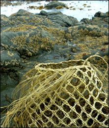 Harakeke Weaving, Diy Basket Weaving, Flax Designs, New Zealand Flax, Flax Weaving, Finger Weaving, Basket Weaving Diy, Basket Weaving Patterns, Cultural Crafts