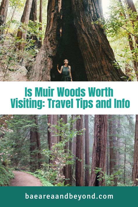 Woman in Muir woods. Muir Woods California, Muir Woods National Monument, Mount Tamalpais, Stinson Beach, Muir Woods, Redwood Tree, California Photography, Redwood Forest, National Park Road Trip