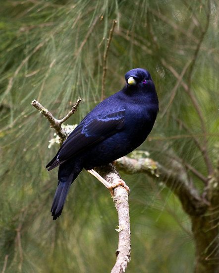 Bower Bird Lamington NP Australia Satin Bowerbird, Bower Birds, Bowerbird Blues, Brambling Bird, Blackburnian Warbler, Australia Wildlife, Bower Bird, Birds Of Australia, Magnificent Riflebird