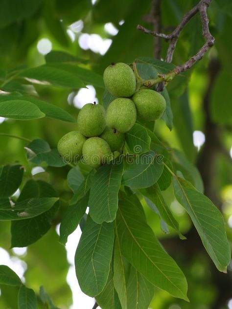 Green walnut. Closeup #Sponsored , #Sponsored, #ad, #walnut, #Closeup, #Green Mugwort Herb, Raspberry Leaf Tea, English Walnut, Walnut Tree, Dry Leaf, Garden Trees, Boiling Water, Drying Herbs, Eastern Europe