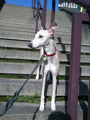 Himage, lévrier whippet en laisse Whippet, Goats, Dogs, Animals