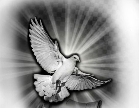 Realism Dove Tattoo, Dove And Clouds Tattoo Design, Pigeon Tattoo Design, Paloma Tattoo, Beautiful Sky Pictures, Pigeon Tattoo, Hahaha Joker, Scroll Tattoos, Cloud Tattoo Design