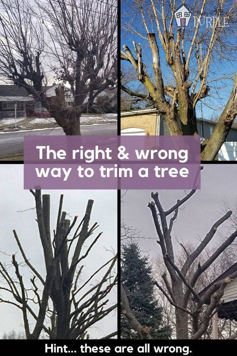 How To Trim Trees, Pruning Trees How To, Trimming Trees Branches, Tree Pruning Tips, How To Trim A Tree, Tree Trimming Ideas, How To Prune Trees, Tree Climbing Equipment, Pruning Trees