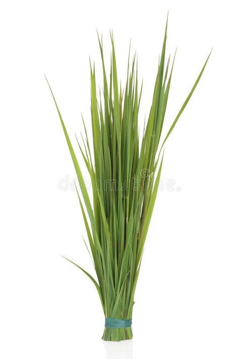 Rye Grass, Growth And Decay, Green Grass, Rye, Green Background, Farmer, Stock Photography, White Background, Photo Image