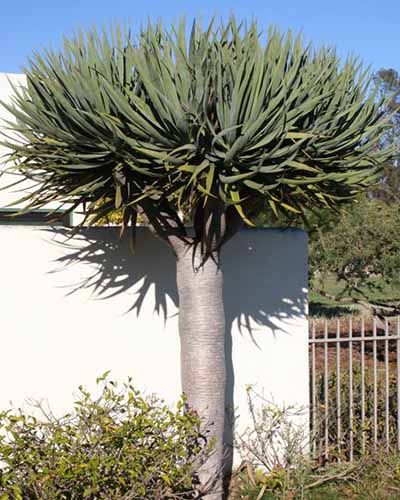 Dragon Tree Plant, Dracaena Draco, Australian Garden Design, Evergreen Flowers, Backyard Getaway, Succulent Tree, Patio Trees, Waterwise Garden, Dragon Tree