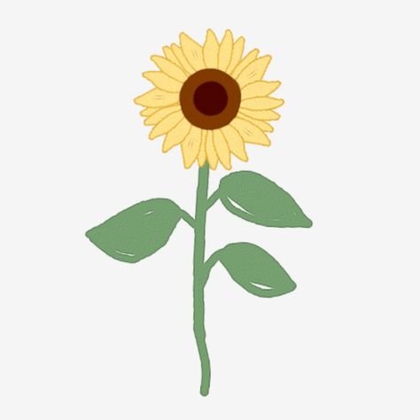 Sunflower Illustration Simple, Simple Sunflower, Types Of Sunflowers, Visual Essay, Sunflower Coloring Pages, Sunflower Illustration, Sunflower Watercolor, Cards On The Table, Flower Png Images