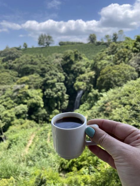 Best Coffee In Costa Rica Spanish Phrases For Travel, Costa Rica Coffee, Costa Rica With Kids, Costa Rican Coffee, Costa Rica Pura Vida, Growing Coffee, San Jose Airport, Coffee Industry, Spanish Phrases