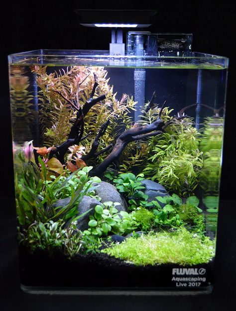 Aquascaping Live! 2017 Small Planted Tanks | AMAZONAS Magazine Fish Tank Terrarium, Small Fish Tanks, Cool Fish Tanks, Fish Tank Design, Aquascape Design, Betta Aquarium, Tropical Fish Tanks, Tropical Fish Aquarium, Bawah Air