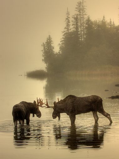 Isle Royale National Park, Mule Deer, Foggy Morning, Manx, Face Off, Pics Art, Animal Photo, Animals Friends, Beautiful Creatures