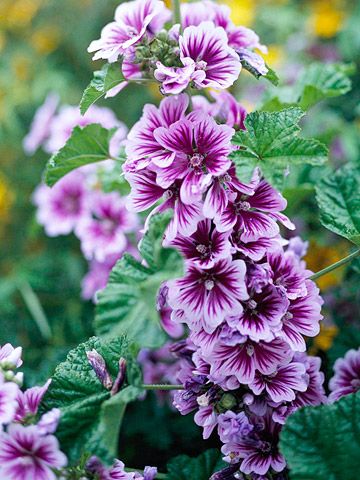 Tree Mallow for pretty summer blooms Tree Mallow, Mallow Plant, Full Sun Garden, Full Sun Flowers, Mallow Flower, Early Spring Flowers, Perennial Bulbs, Lenten Rose, Sun Garden