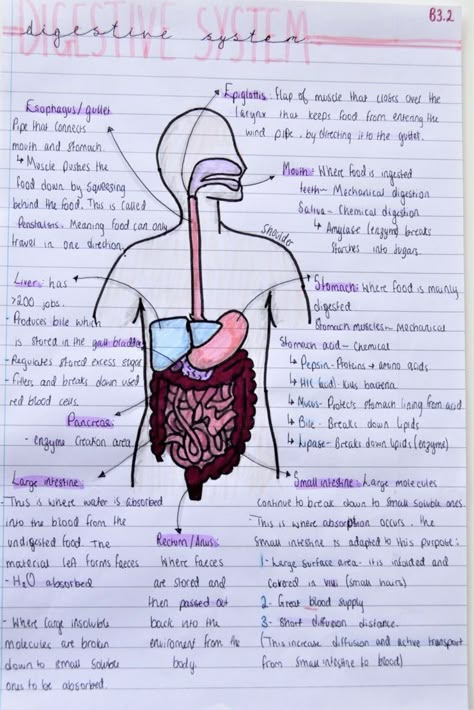 Twitter Class 10 Bio Diagrams, Class 10 Bio Notes Aesthetic, Human Body Notes, Class10 Notes, Digestive System Notes Aesthetic, Class 10 Science Notes Biology, Digestive System Notes, King Abdulaziz, Gcse Biology