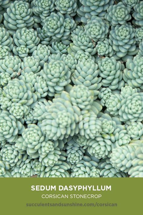 Corsican Stonecrop, Sedum Ground Cover, Sedum Garden, Succulent Garden Diy, Forest Plants, Types Of Succulents, Permaculture Design, Crassula Ovata, Succulent Gardening