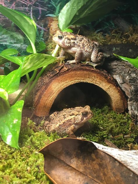 American Toad Tank, Pet Toad Habitat, Toad Enclosure Ideas, Pet Frog Aesthetic, Frogs And Toads, Toad Enclosure, Toad Terrarium, Toad Habitat, Pet Toad