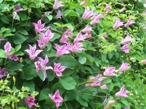 Clematis Plants, Clematis Flower, Clematis Vine, Garden Vines, Lawn Maintenance, Side Garden, Very Scary, Replant, Propagating Plants