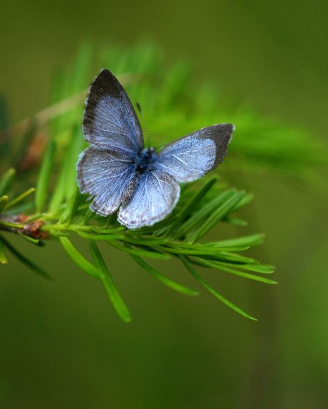 All sizes | Spring Azure at Rest | Flickr - Photo Sharing! Azure Butterfly, Butterfly Aesthetic, Texas Coast, Do Everything, Narnia, Blue Butterfly, Claude Monet, 귀여운 동물, Garden Inspiration