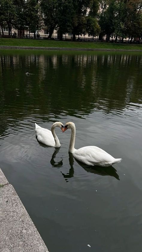 Two Swans, Fotografi Vintage, Beautiful Scenery Pictures, Cover Wallpaper, Minimalist Wallpaper, City Aesthetic, Landscape Wallpaper, Nature Aesthetic, Swans