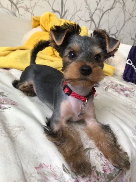 Morkie Haircuts, Yorkie Puppy Cut, Mutt Puppies, Yorkie Haircut, Yorkie Cuts, Puppy Haircut, Yorkie Haircuts, Biewer Yorkie, Puppy Checklist